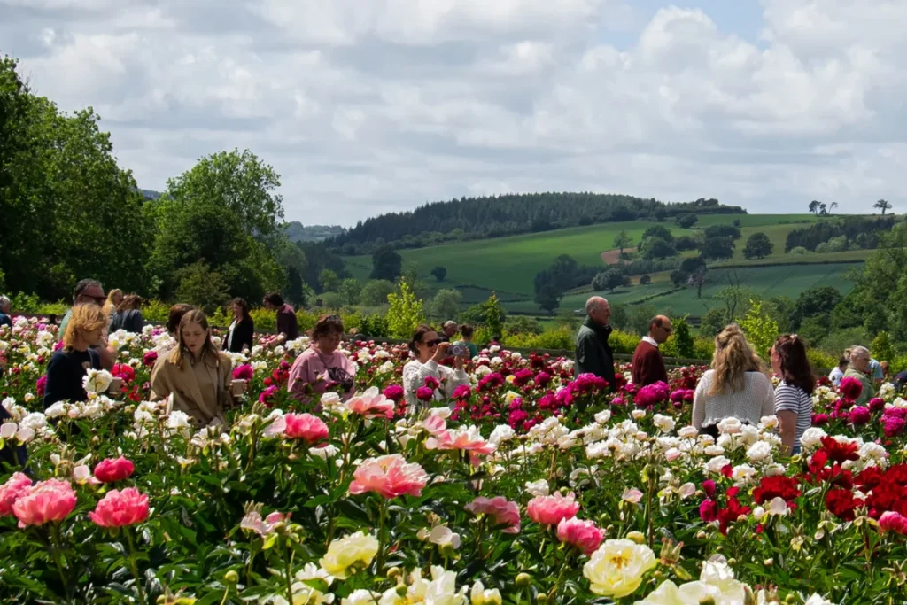 Border Peonies